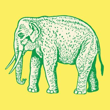 imagen-web-elefante-redimensionada imagen-web-elefante-redimensionada